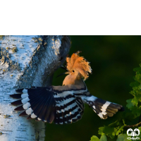 گونه هدهد Eurasian Hoopoe